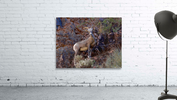 Mountain Goat Staredown Wall Preview