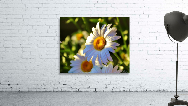 Daisies At Sunset Wall Preview