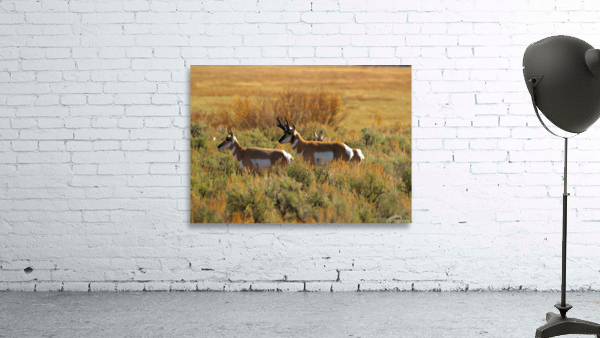 Prairie Pronghorn Wall Preview
