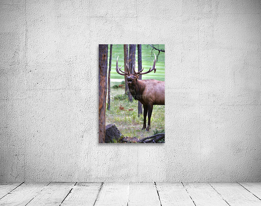 Bugling In Banff Wall Preview
