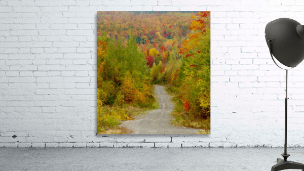 Logging Road In Fall Wall Preview