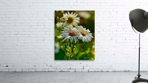 Daisies In Bloom Wall Preview