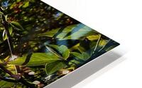 Sunshine tree HD Metal print
