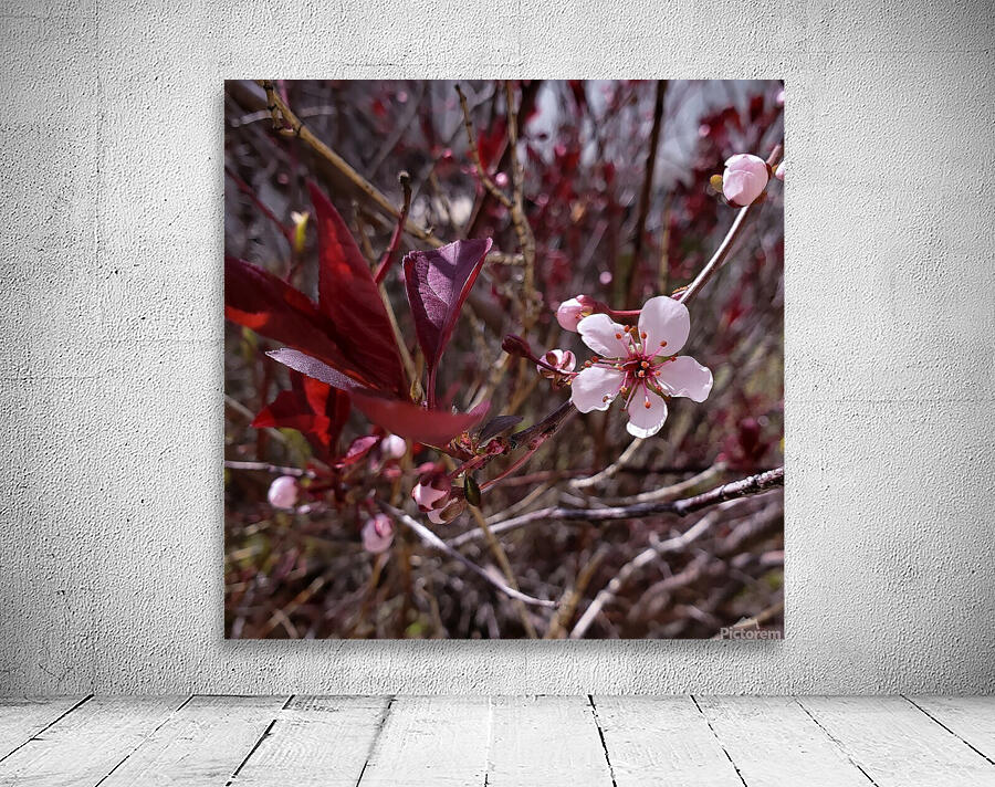 Flowers  Wall Preview