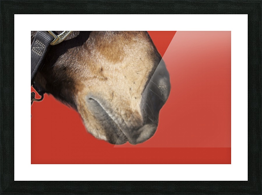 Horse with Red Picture Frame print