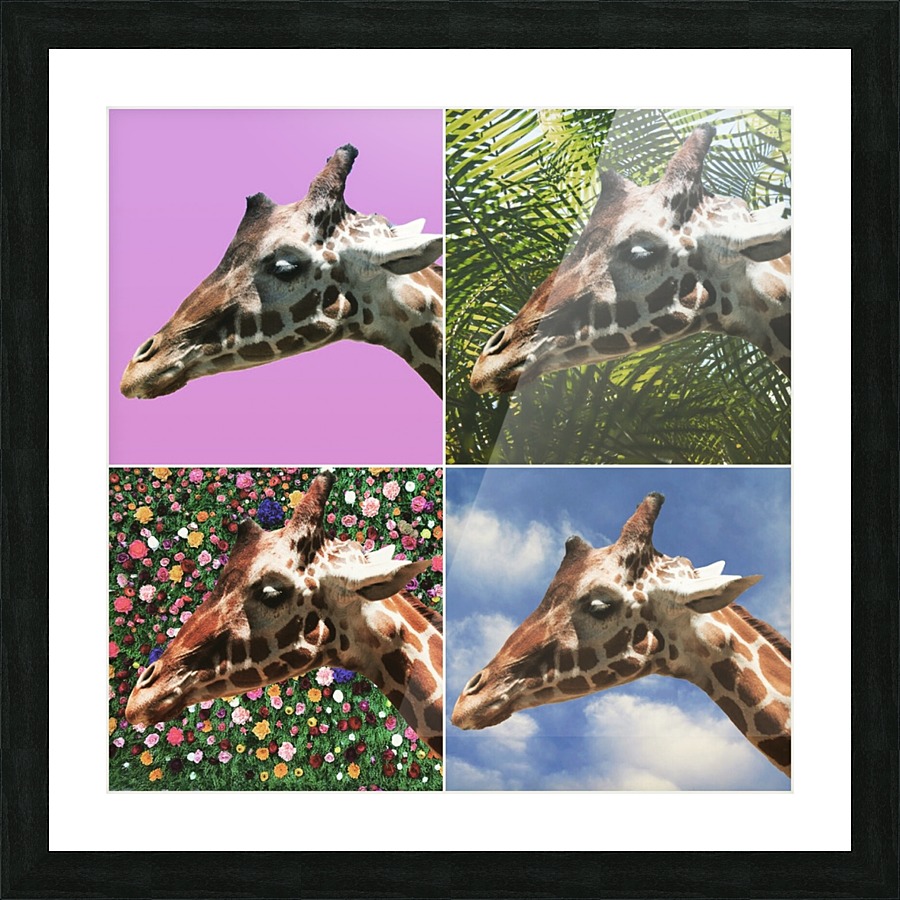 4 Giraffes  Picture Frame print
