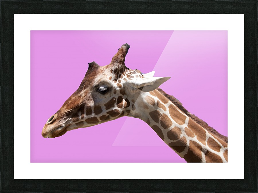 PinkGiraffe Picture Frame print