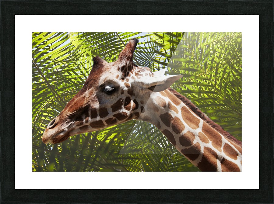 Giraffe with Palms Picture Frame print