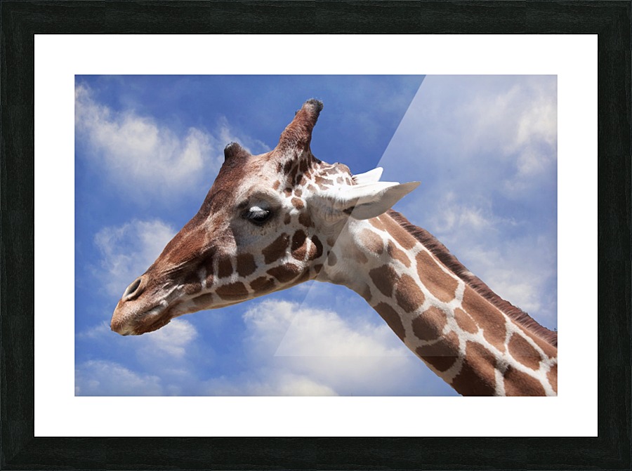 Giraffe & Sky Picture Frame print