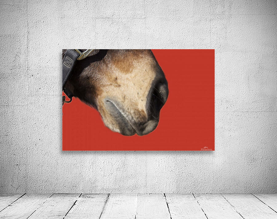 Horse with Red Wall Preview