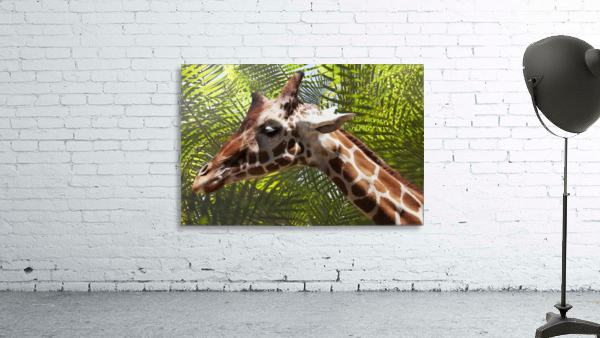 Giraffe with Palms Wall Preview