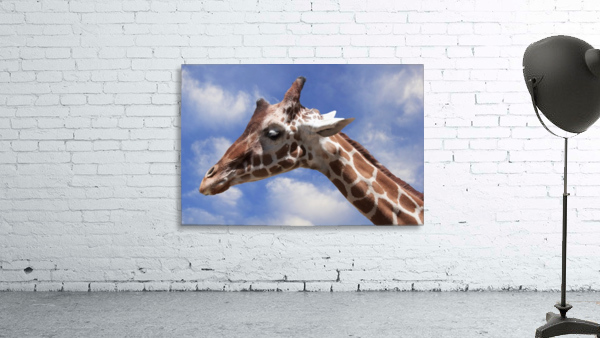 Giraffe & Sky Wall Preview