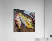 image Acrylic Print