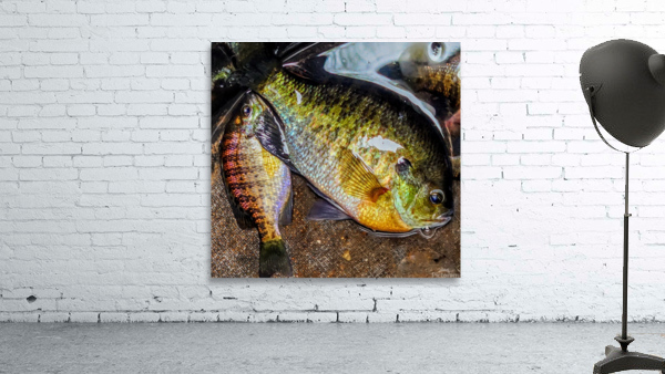 image Wall Preview