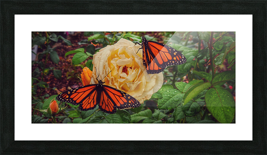 Monarch 1 Picture Frame print