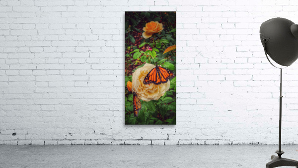Monarch 2 Wall Preview