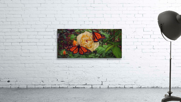 Monarch 1 Wall Preview