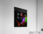 Jimi Acrylic Print