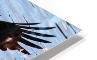 Juvenile Eagle HD Metal print