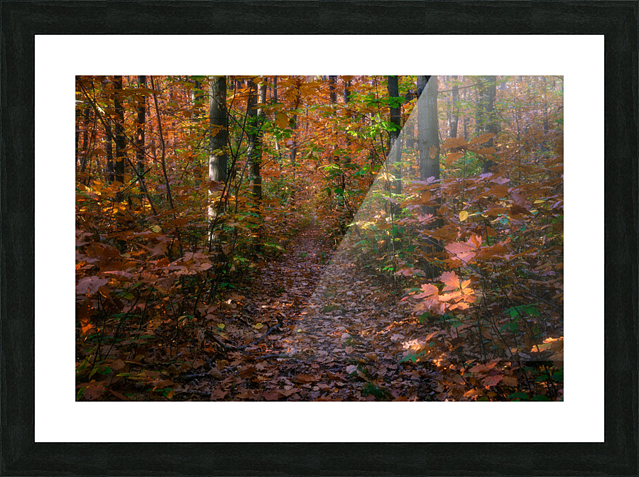 Forests path in Cernica Picture Frame print