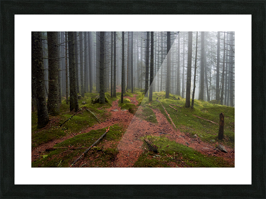 Magic Woodland  Picture Frame print