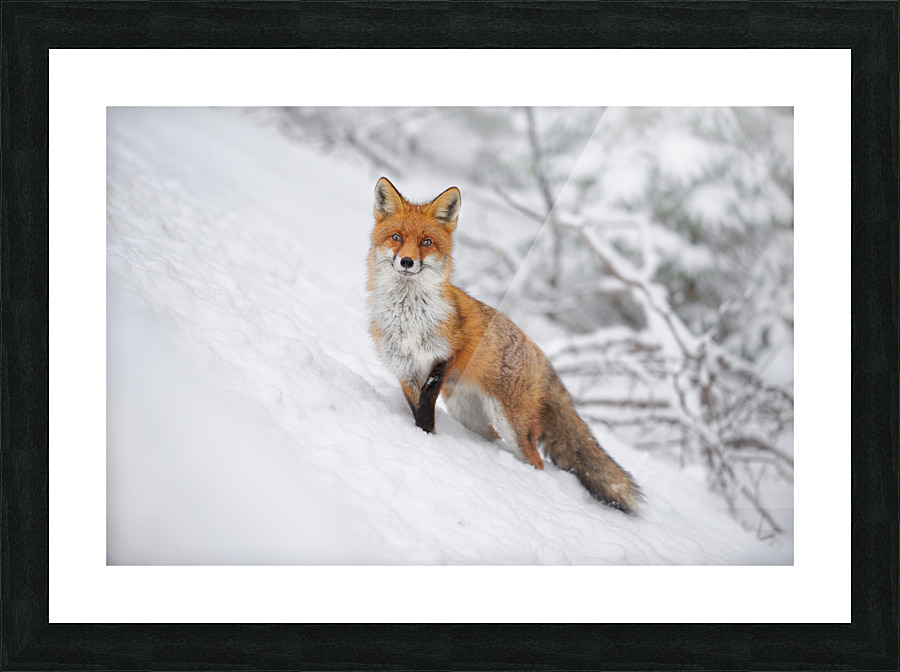 Portrait Fox Picture Frame print