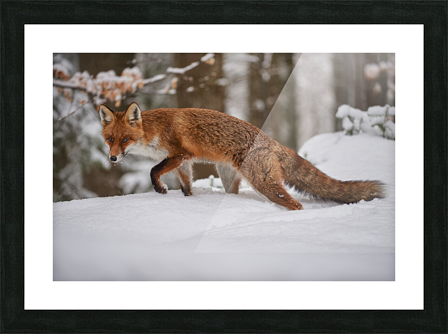 In Wait Picture Frame print