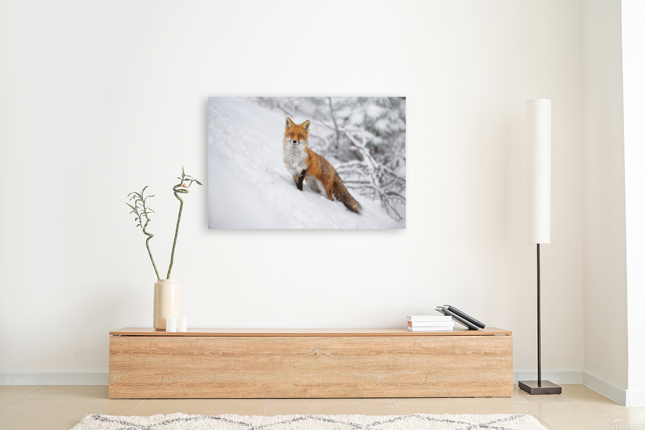 Portrait Fox Reproduction