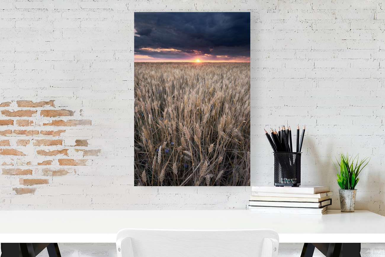 Summer sunset Reproduction