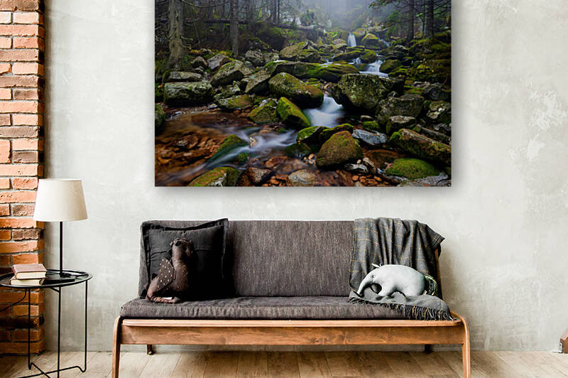 Forest Dream in Retezat by Catalin Ene