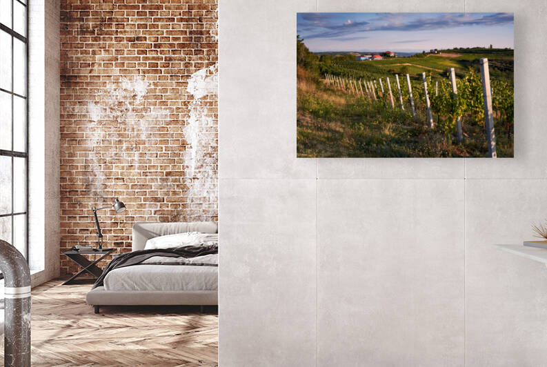 The hill of the vineyards by Catalin Ene