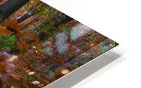 Forests path in Cernica HD Metal print