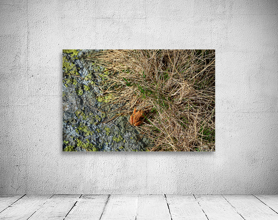 A frog Wall Preview