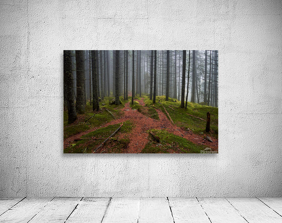 Magic Woodland  Wall Preview