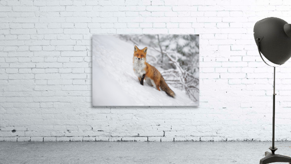 Portrait Fox Wall Preview
