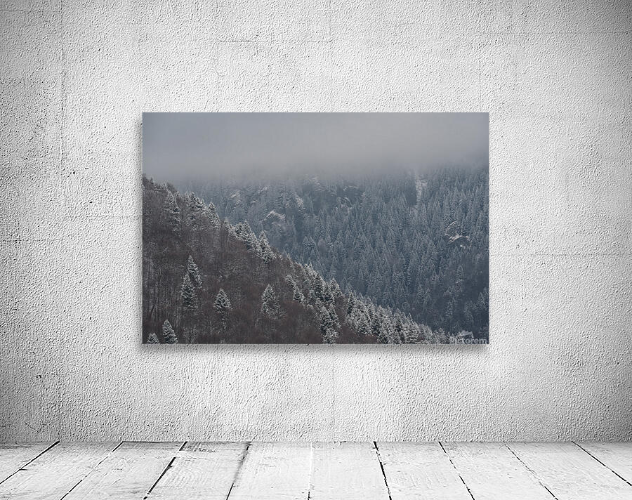 Trees covered by snow Wall Preview