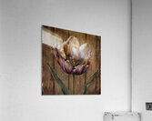 Rustic Tulip Portrait Acrylic Print