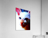 AMINOU CAT  Acrylic Print