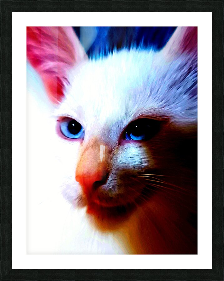 AMINOU CAT  Picture Frame print