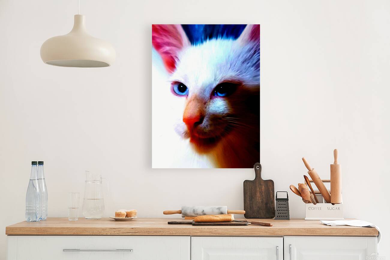 AMINOU CAT  Reproduction