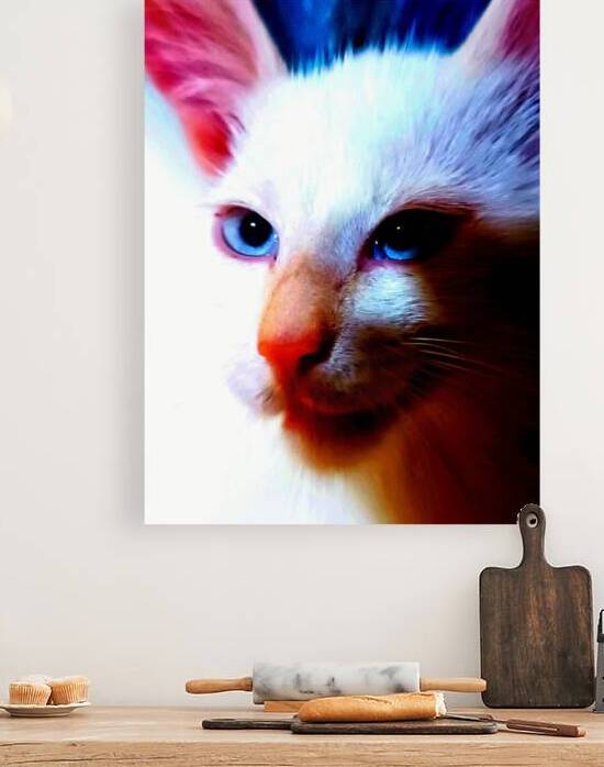 AMINOU CAT  by Lucile Meneng