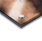 Squirrel in the Sunlight Acrylic print