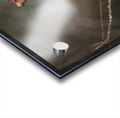 Curious Red Shouldered Hawk Acrylic print