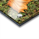 Sycamore Leaf on Grass Acrylic print