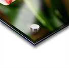 The Happy Ibis Acrylic print