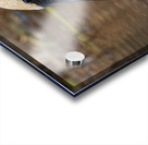 Trumpeter Swan Portrait Acrylic print