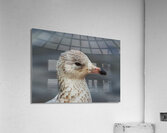 Young Gull Portrait Acrylic Print