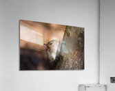 Squirrel in the Sunlight Acrylic Print