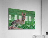Backyard Bunny - Spring Days Acrylic Print
