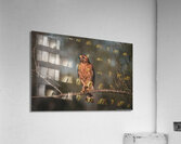 Curious Red Shouldered Hawk Acrylic Print